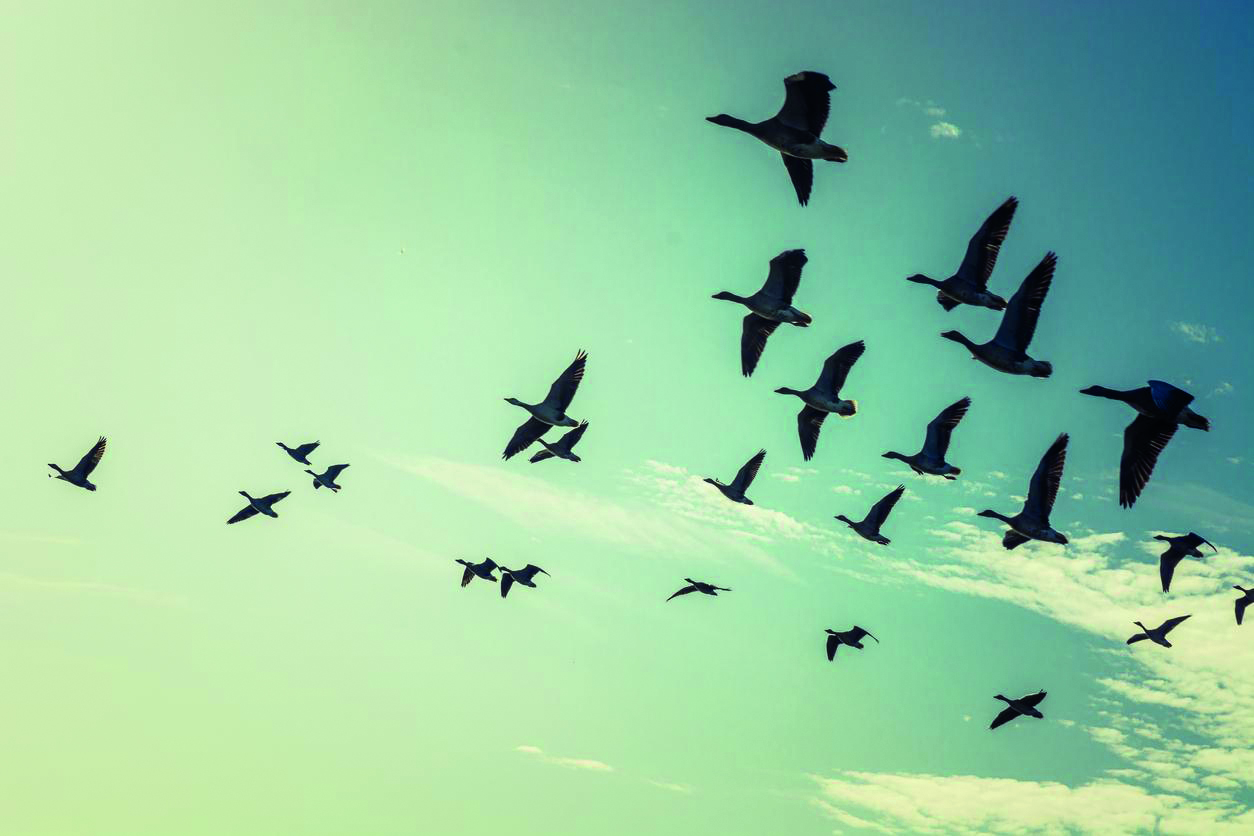 Environnement / Recensement annuel des oiseaux migrateurs à Mila