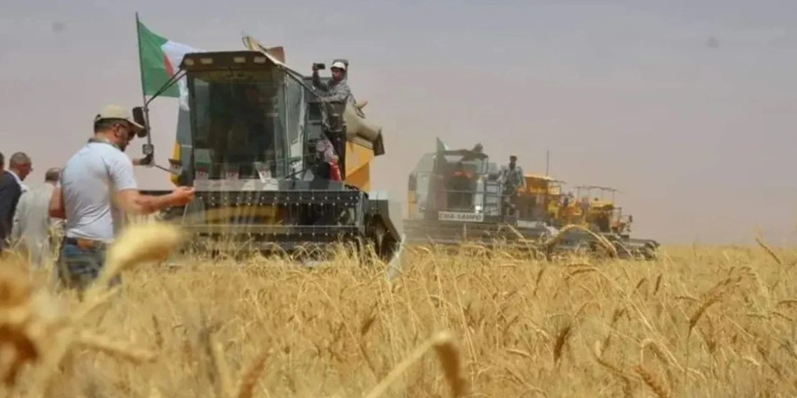 Ouargla / Des cultures stratégiques pour gagner le pari de la sécurité alimentaire