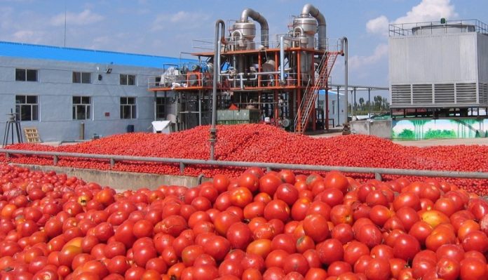 M’sila / Réflexion autour de la tomate industrielle