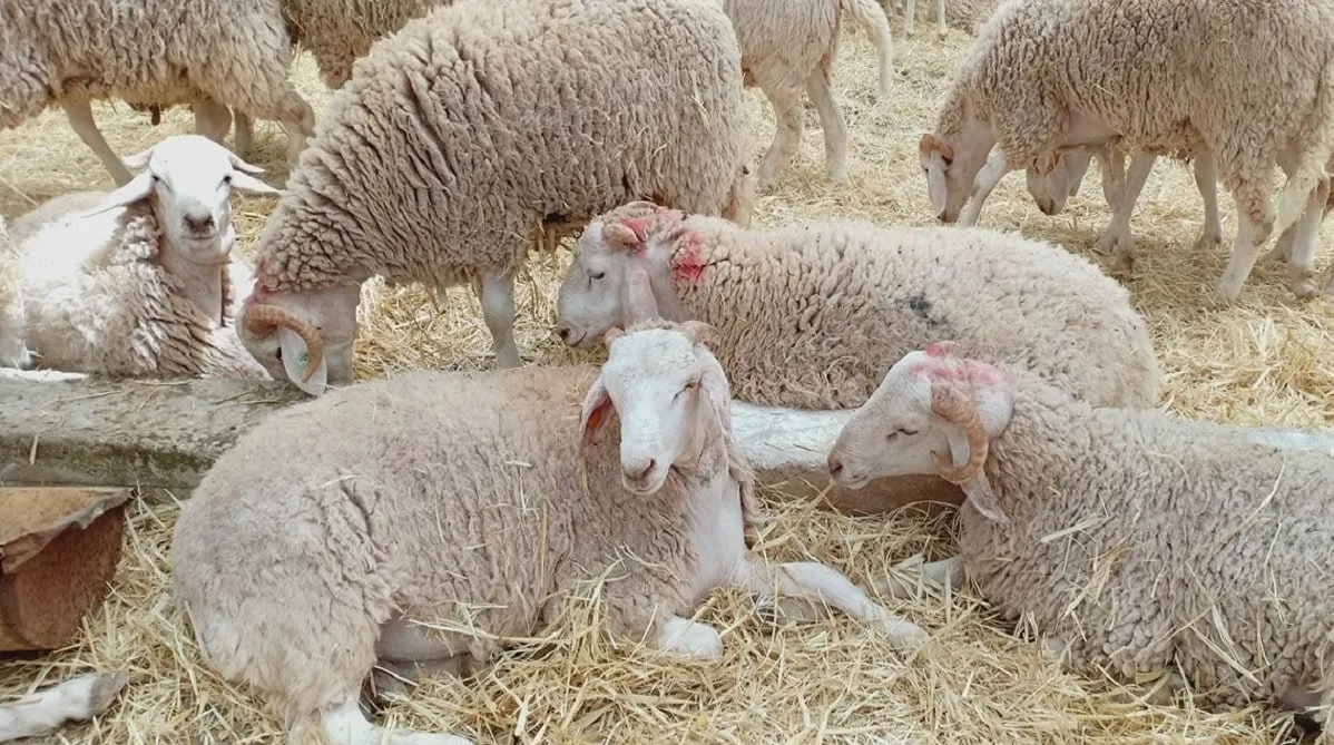 Importation d’un million de têtes de bétail en prévision de l’Aïd El Ad’ha / Une sage décision saluée pour son impact économique et social
