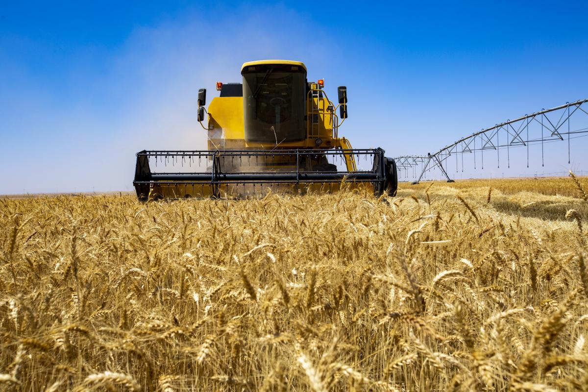 Illizi / Plus de 800 hectares consacrés aux céréales