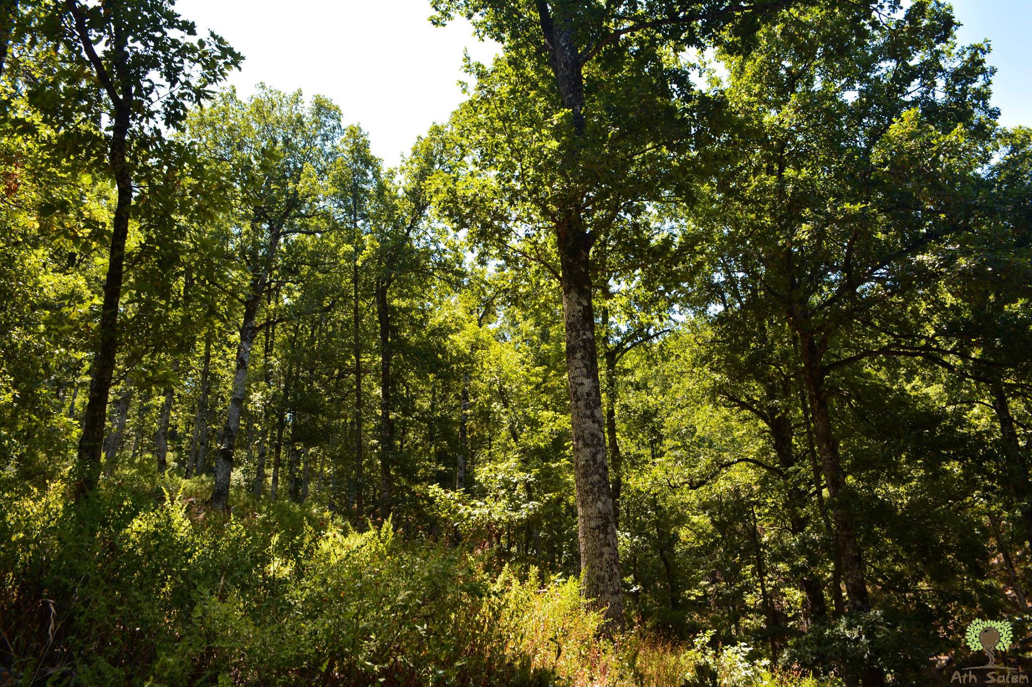 Tizi Ouzou / Une formation pour la protection des forêts