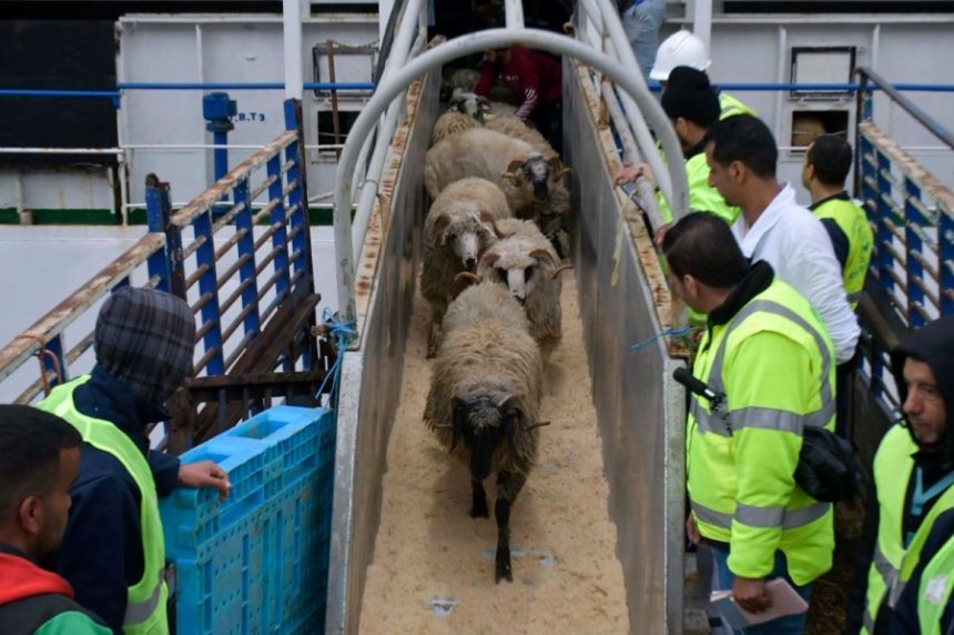 Aïd El Adha / Neuf ports recevront prochainement des navires de moutons importés