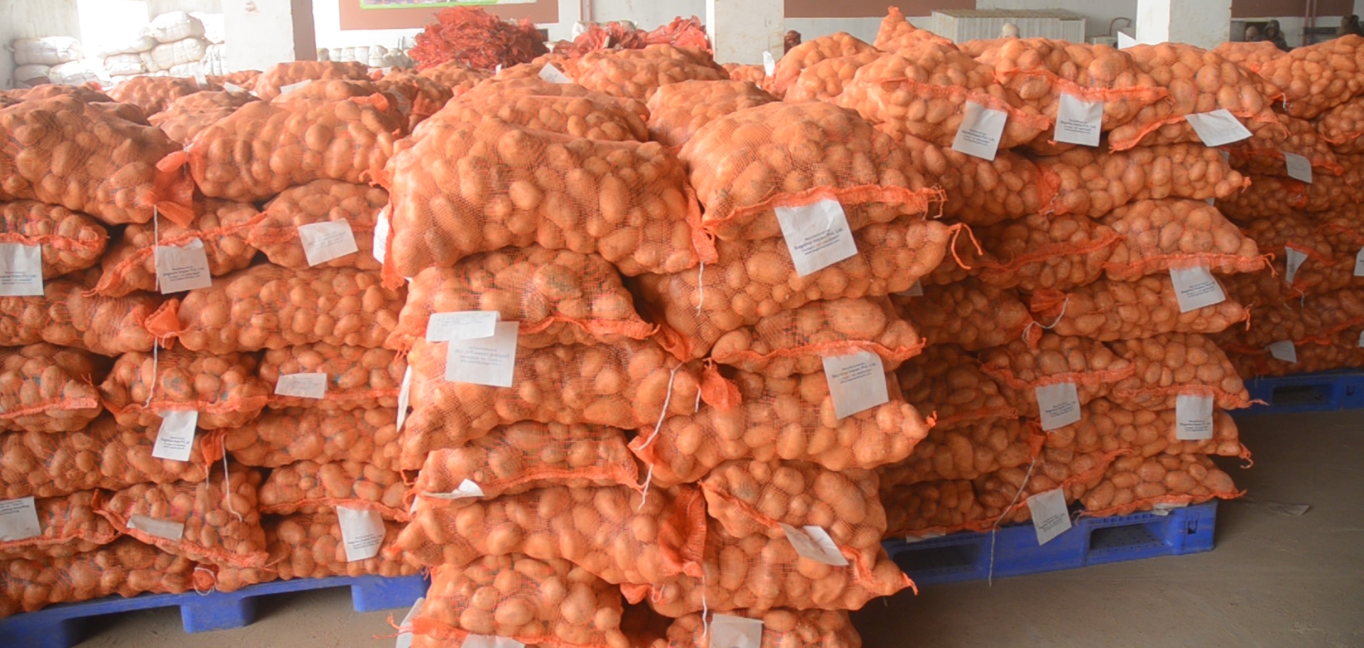 Mascara / Début du déstockage de plus de 1.700 qx de pommes de terre