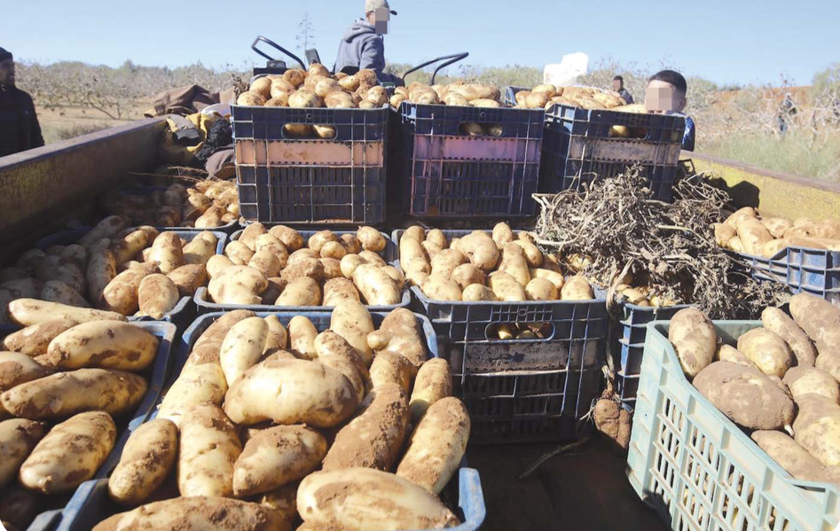Médéa / Lancement d’une Lutte contre la spéculation sur la pomme de terre