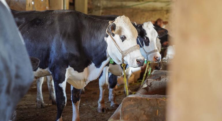 Santé animale / La FAO alerte sur une nouvelle variante de la fièvre aphteuse