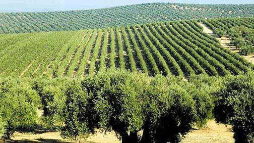 Bejaïa/100 000 oliviers  plantés d’ici décembre