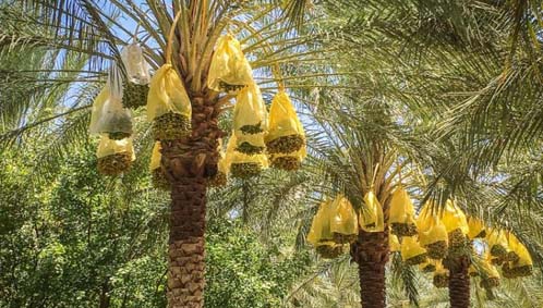 La phoeniciculture, un atout stratégique pour l’économie locale