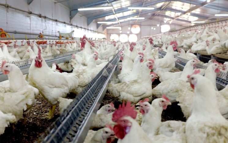 Soutien à la filière avicole / L’ONAB et la Fédération nationale des aviculteurs scellent un partenariat stratégique