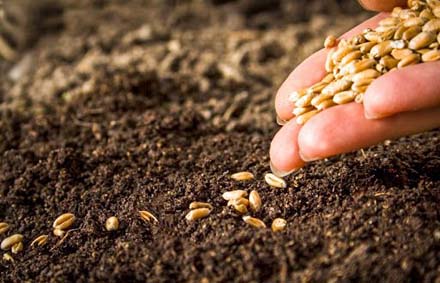 Semences locales sahariennes/ Au cœur des enjeux agricoles