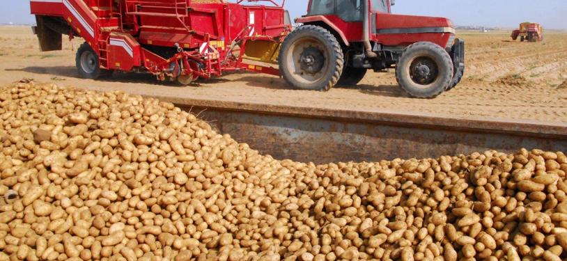 SOUVERAINETÉ ALIMENTAIRE NATIONALE / La filière pomme de terre algérienne en pleine mutation