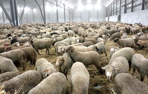 En prévision de l’Aïd El Ad’ha / Réception à Blida de la 1ère cargaison de moutons importés