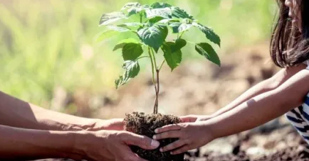 Dynamique environnementale à Relizane/Une vaste opération de reboisement renforce le patrimoine forestier
