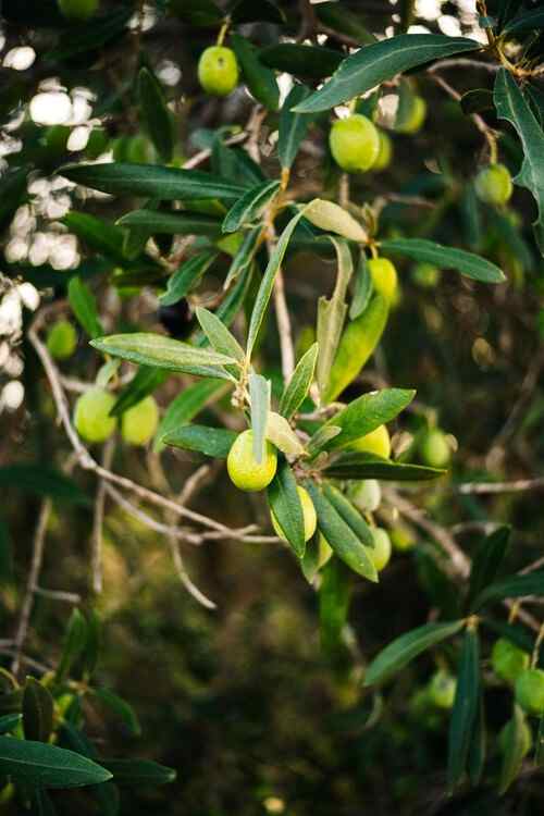 Injustice contre l’olivier / Malgré ses immenses bienfaits, il est minoritaire sur terre
