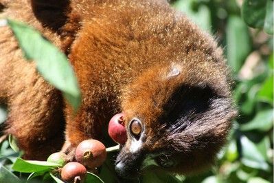 Un envahisseur vert menace la biodiversité / Un goyavier brésilien dévore les forêts de Madagascar