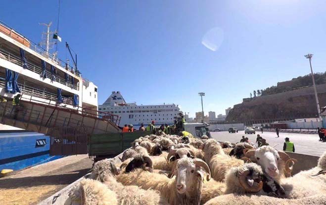 En prévision de l’Aïd El Ad’ha / Arrivée d’un nouveau lot de moutons au port de Ténès en provenance d’Espagne