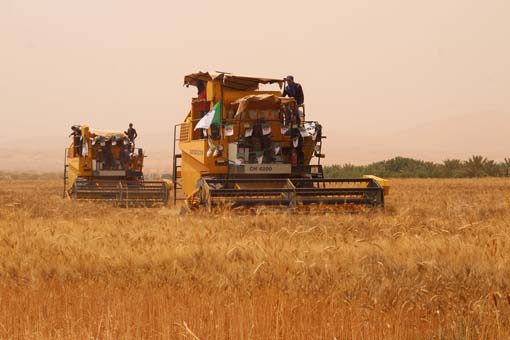 El-Meniaa/Une campagne céréalière prometteuse