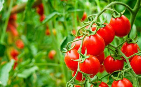 El-Meghaier / La tomate cerise, un levier d’exportation agricole