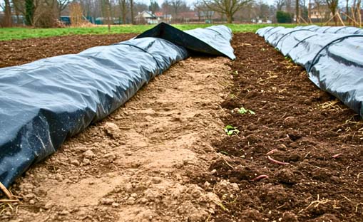 Menace sur l’agriculture / Le sol africain face au défi de la régénération