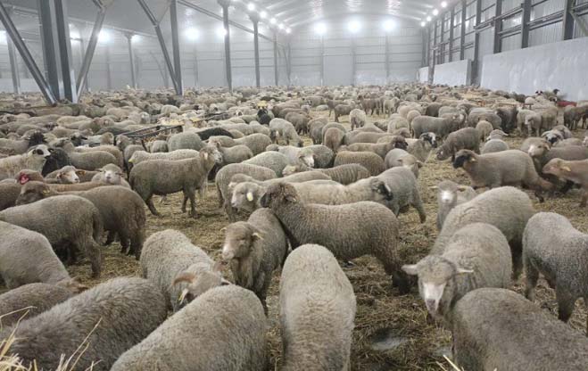 Relizane, Naâma et El Bayadh / Début de la vente des moutons importés