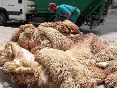 Peaux  des moutons de l’Aïd // Succès de la collecte
