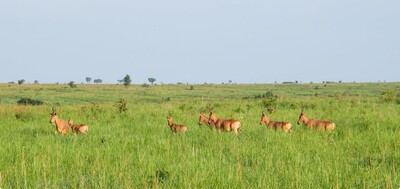 Patrimoine naturel africain // Fin du péril pour le parc de la Garamba (RD Congo)