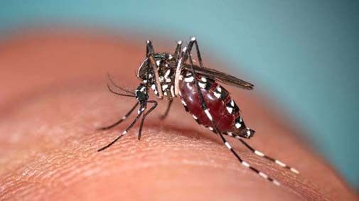 Santé publique/L’OMS appelle l’Europe à renforcer sa vigilance face au virus du Nil occidental