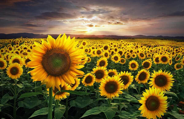 Agriculture / Sensibilisation sur le projet de développement du tournesol et du mais en grains