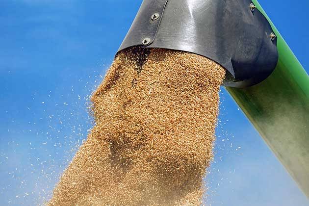 Sécurité alimentaire/Plus d’un million de quintaux de céréales collectés à Relizane durant la campagne 2025-2026