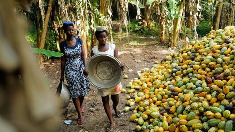 Cacao ghanéen/Une loi pour endiguer la chute de la production