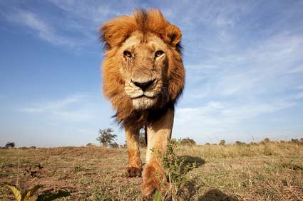Mauvais temps pour les félins / Le lion kényan face à son plus grand ennemi : l’homme