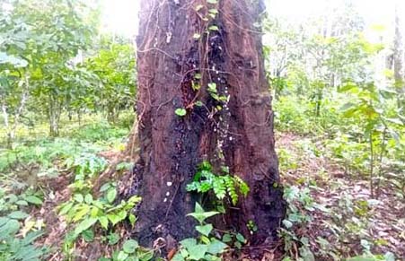 Quand les arbres se font dénuder / Menace sur les forêts du Cameroun