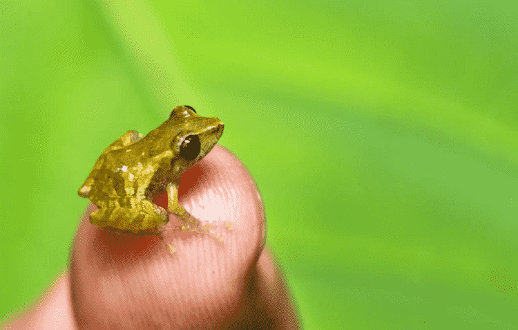 Faune / Découverte d’une nouvelle espèce de grenouille en équateur