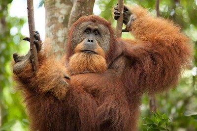 Forêts asiatiques / Les orangs-outans sur le chemin de l’extinction ?