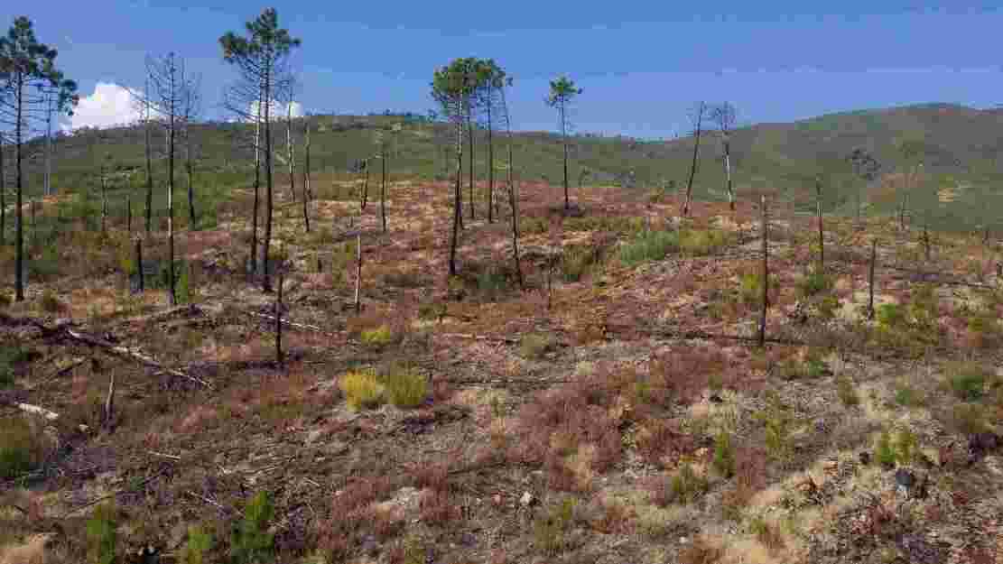 Régénération des forêts détruites par le feu/Laisser la nature travailler seule dans un premier temps